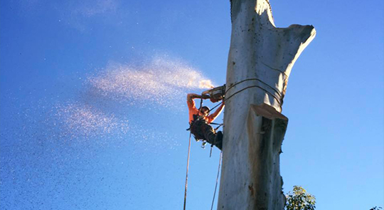Logzilla Treeworx, fully insured professional tree cutting